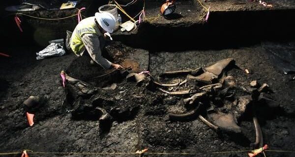 Archäologische Ausgrabung freigelegter Tierknochen im dunklen Erdreich